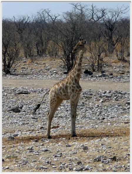Parc Etosha