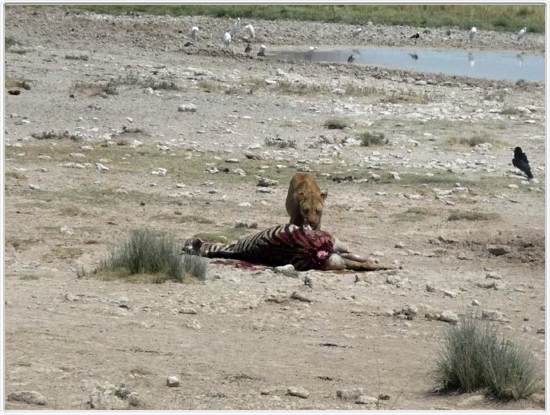 Parc Etosha