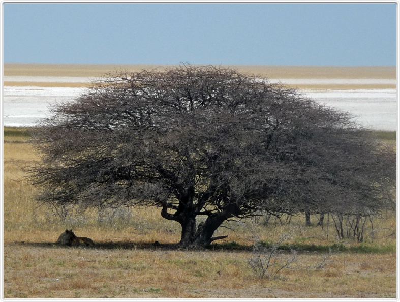 Parc Etosha
