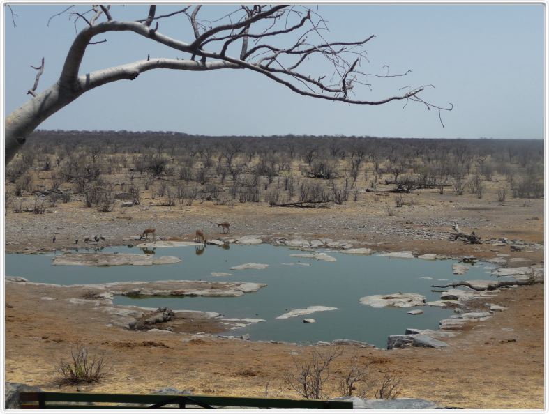 Parc Etosha-Halali