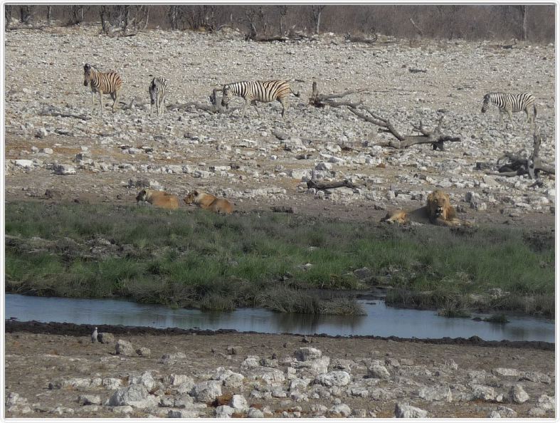 Parc Etosha