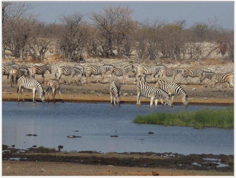 Parc Etosha