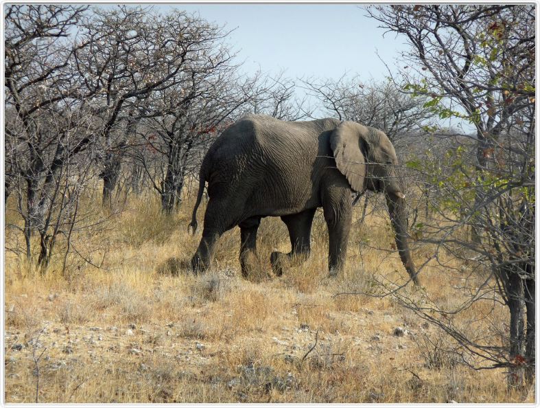 Parc Etosha