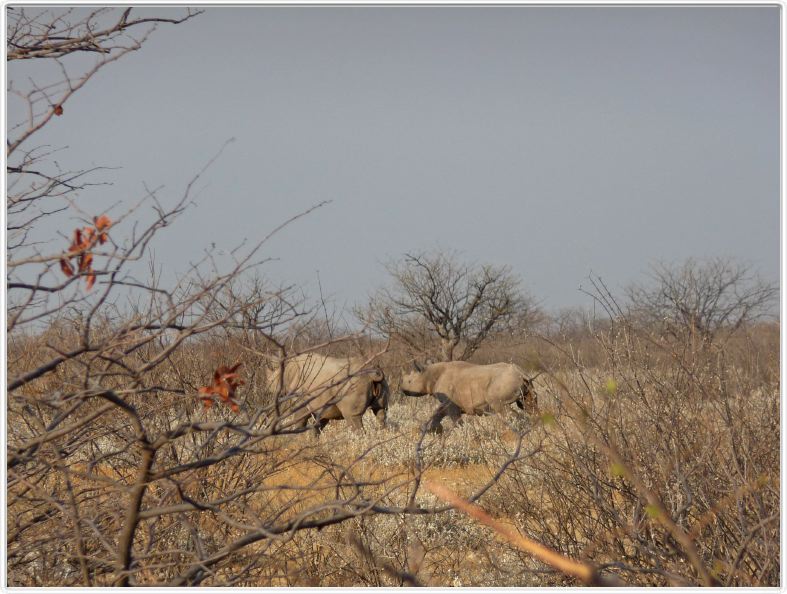 Parc Etosha