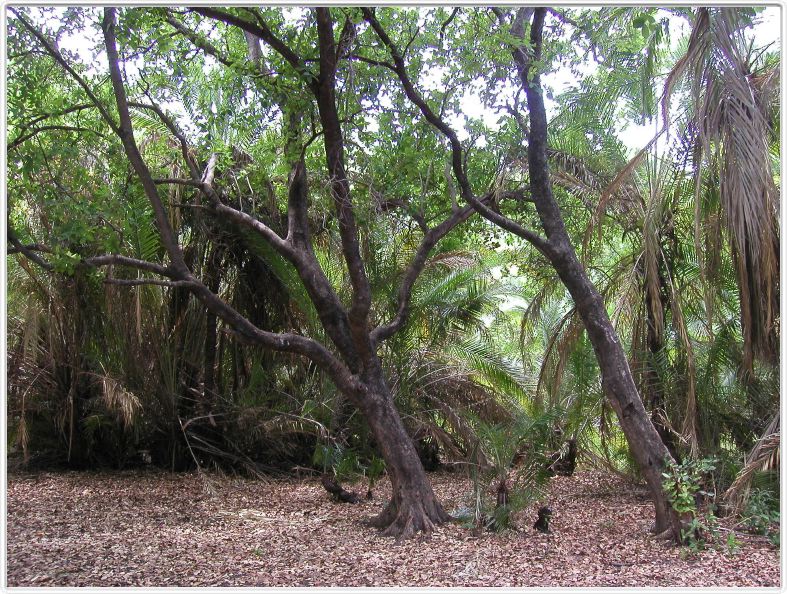 Delta de l'Okavango