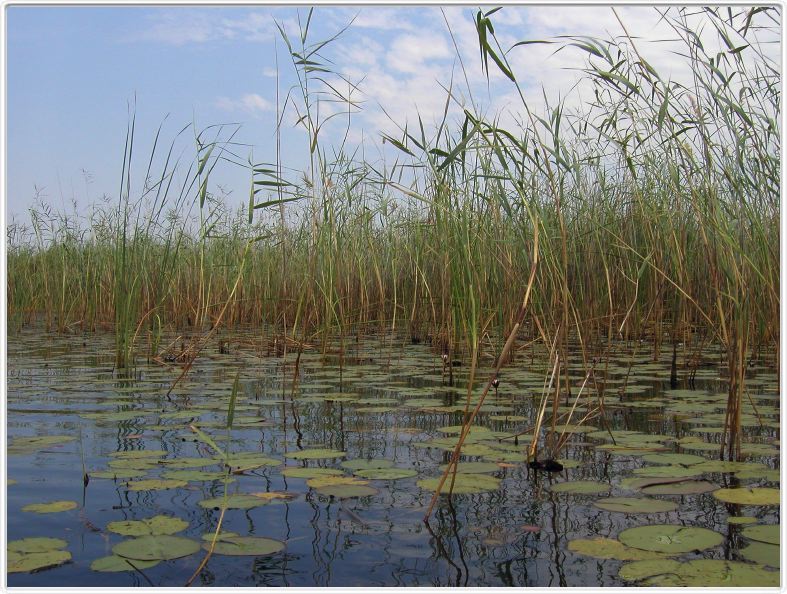 Delta de l'Okavango