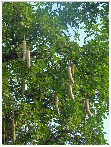 Delta de l'Okavango