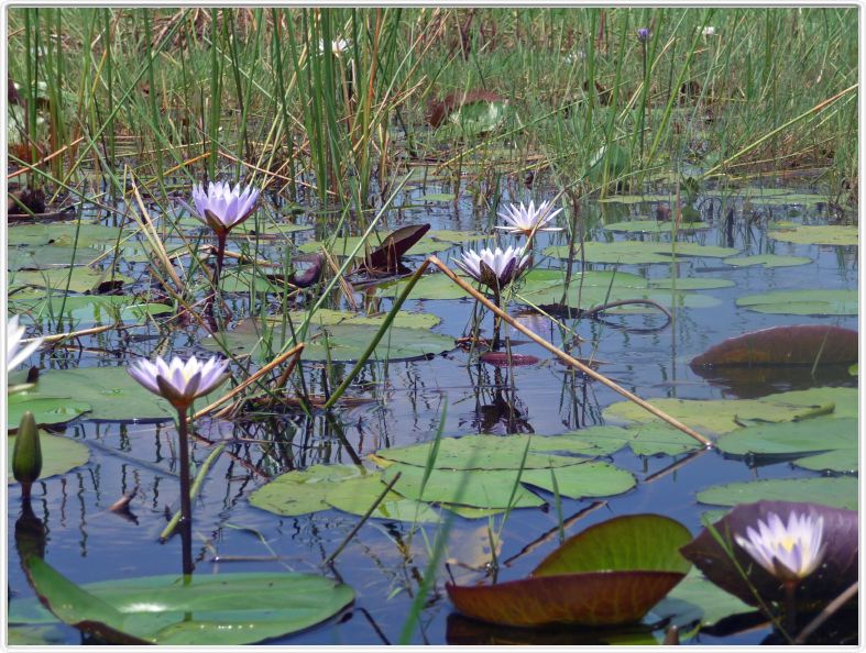 Delta de l'Okavango
