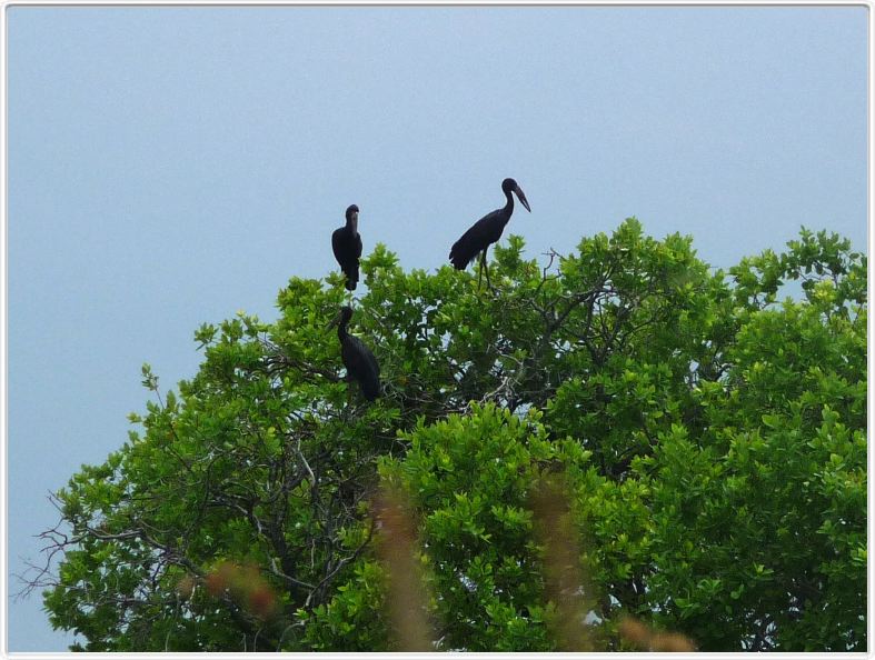 Delta de l'Okavango