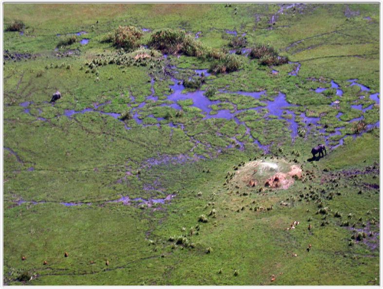 Delta de l'Okavango