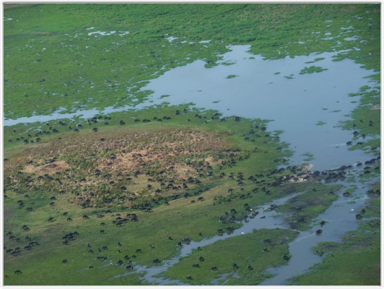 Delta de l'Okavango