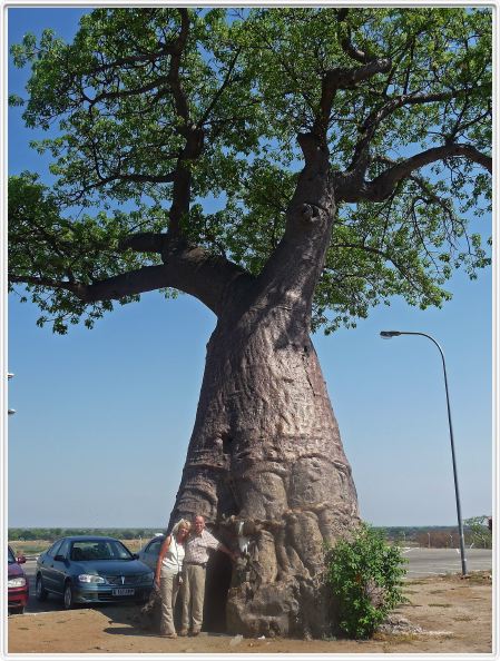 Baobab