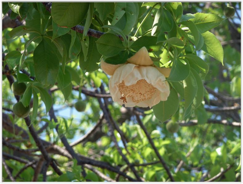 Fleur de baobab