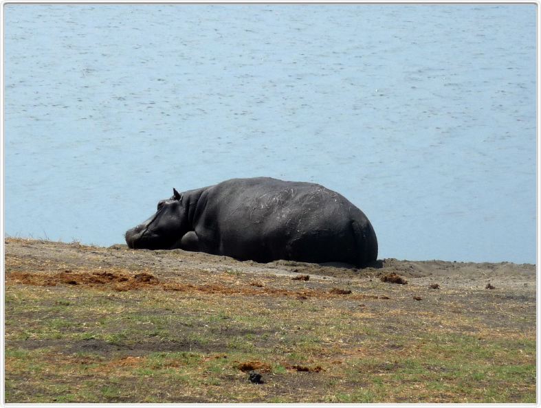 Parc Chobe