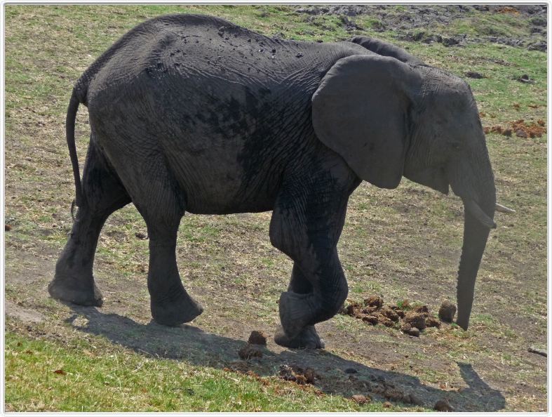 Parc Chobe