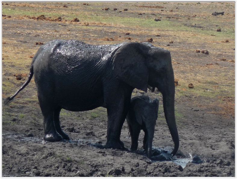 Parc Chobe