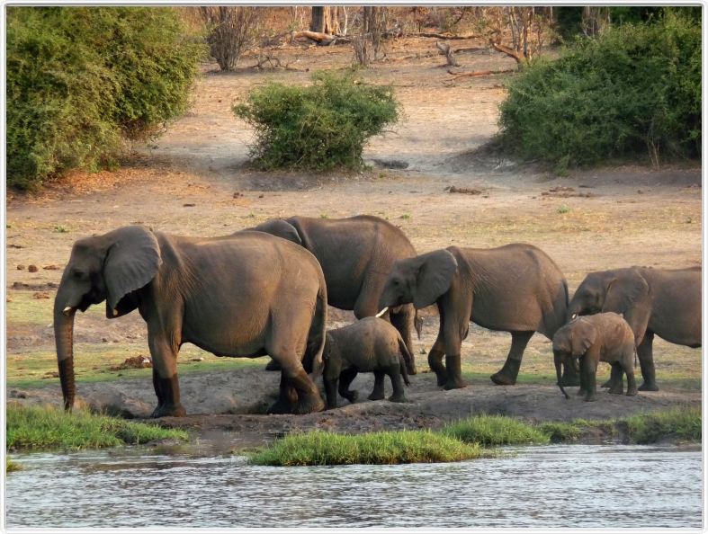 Parc Chobe