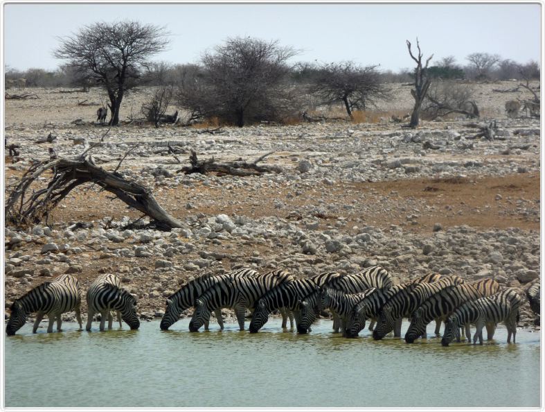 Parc Etosha