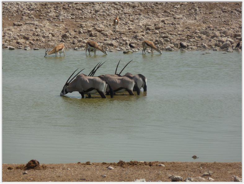 Parc Etosha