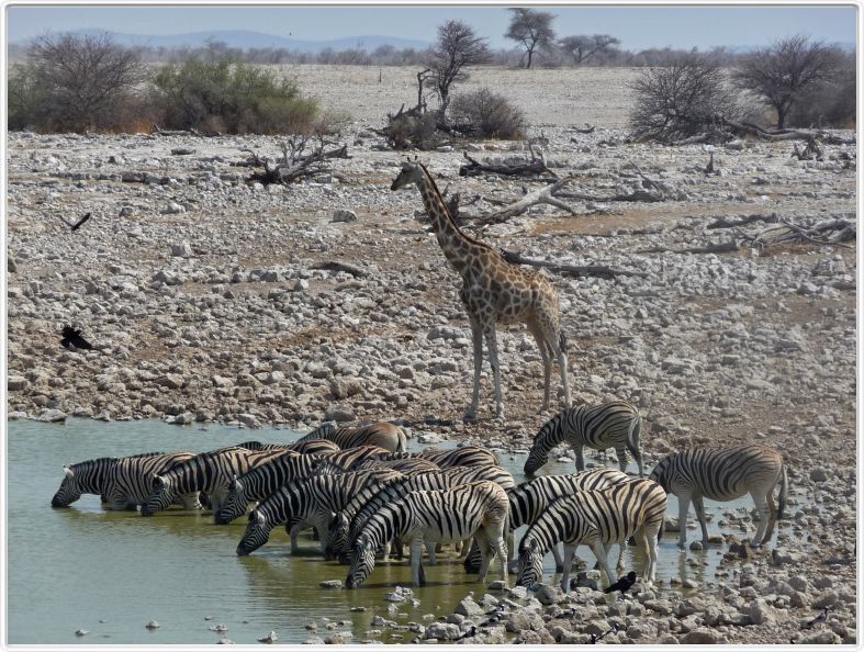 Parc Etosha