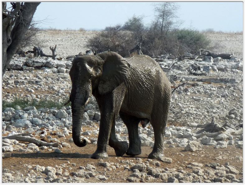 Parc Etosha
