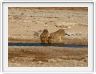 Parc Etosha