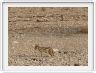 Parc Etosha