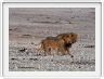 Parc Etosha