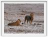Parc Etosha