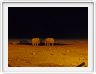 Parc Etosha
