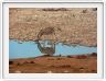 Parc Etosha