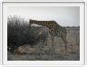 Parc Etosha
