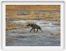 Parc Etosha