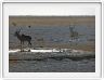 Parc Etosha