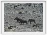 Parc Etosha