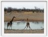 Parc Etosha