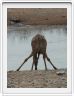 Parc Etosha