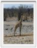 Parc Etosha