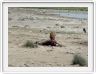 Parc Etosha