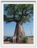 Baobab