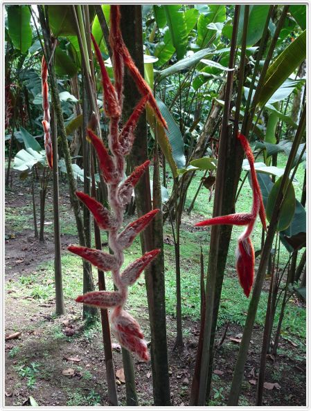 Région de La Fortuna (Costa Rica)