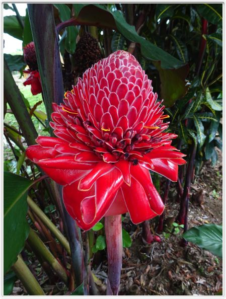 La Fortuna (Costa Rica)
