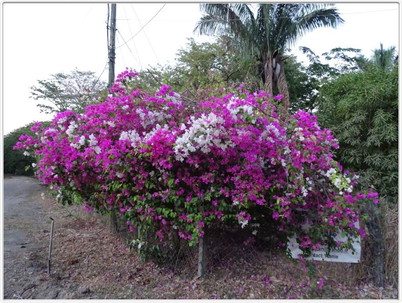 Samara (Costa Rica)