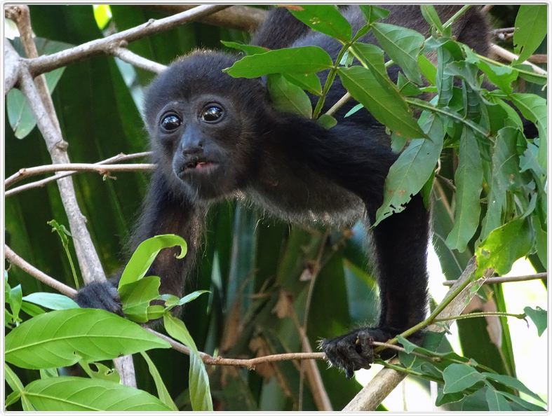 Samara (Costa Rica)