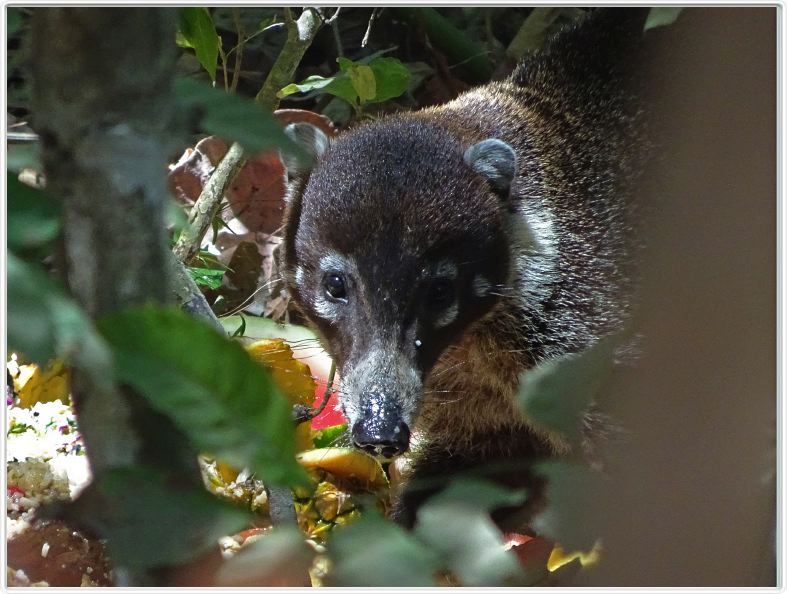Samara (Costa Rica)