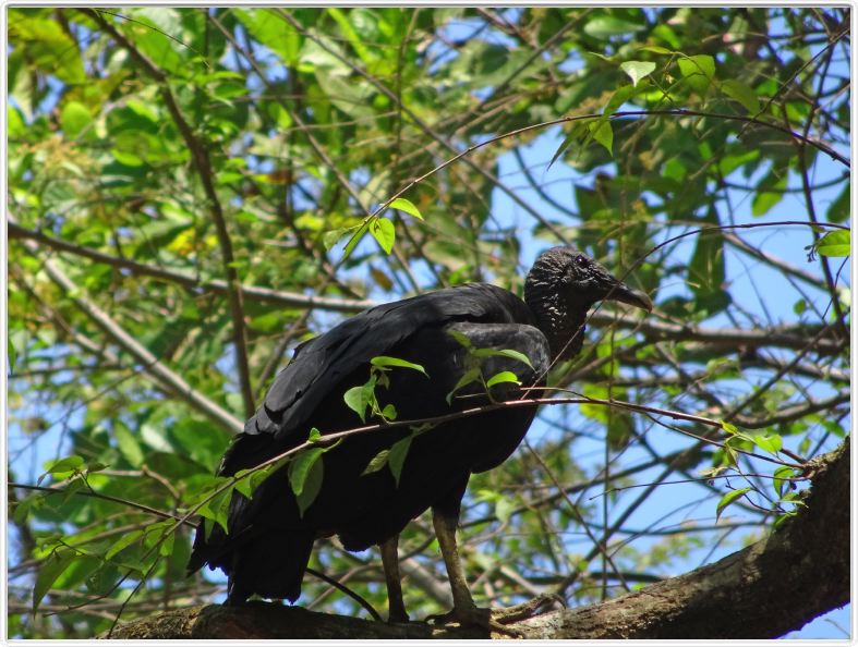 Samara (Costa Rica)