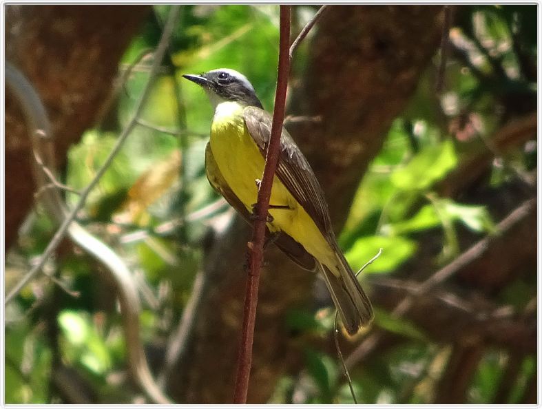 Samara (Costa Rica)