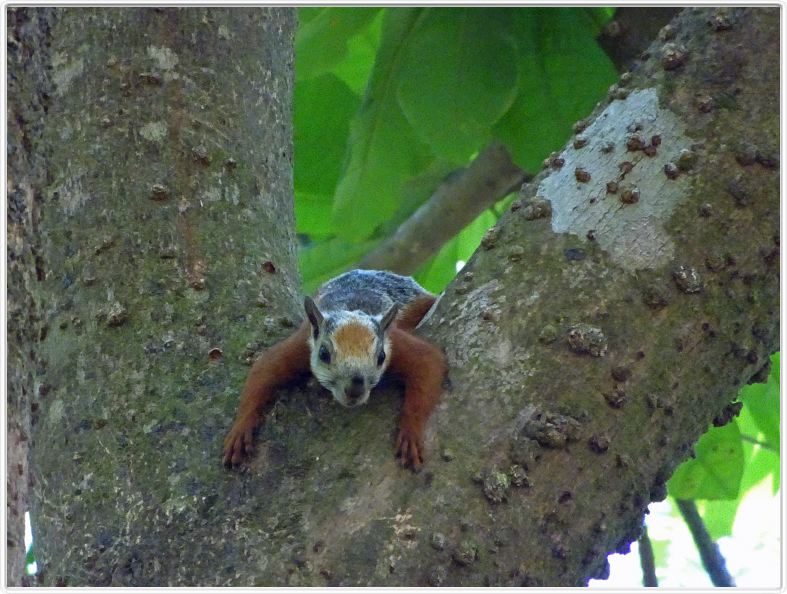 Samara (Costa Rica)