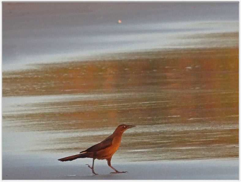 Samara (Costa Rica)