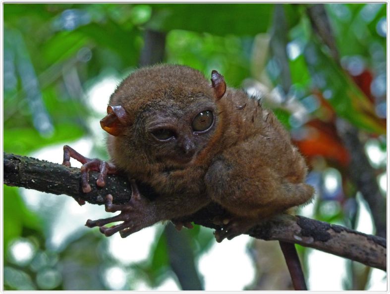 Tarsier (Kinoguitan, île de Bohol)